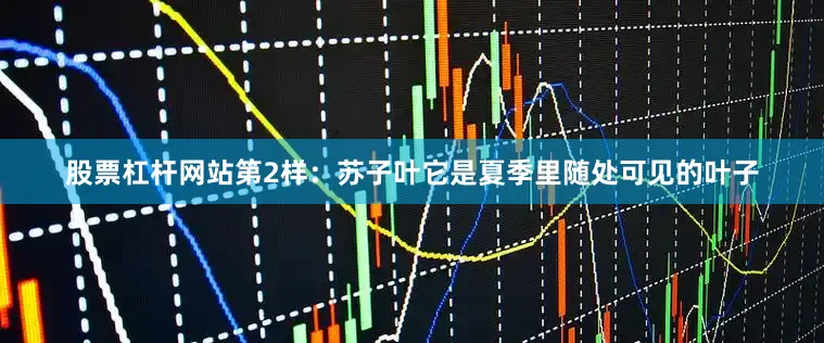 股票杠杆网站第2样：苏子叶它是夏季里随处可见的叶子