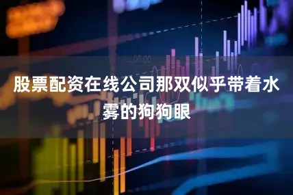 股票配资在线公司那双似乎带着水雾的狗狗眼